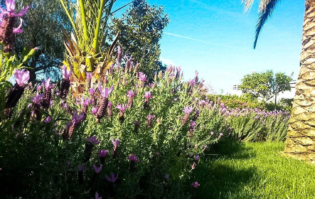Agriturismo Masseria Calongo Cisternino Dış mekan fotoğraf